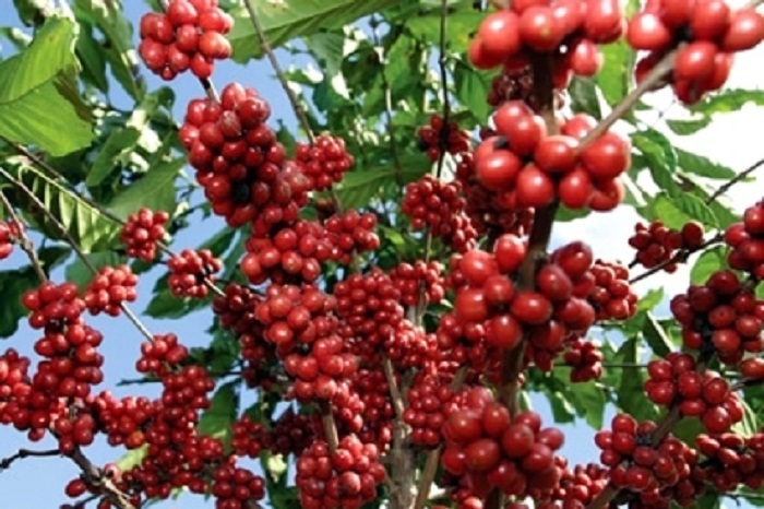 Featured Image of the news article कोशी प्रदेशमा वाणिज्यिक कफी खेती विस्तार, १२ जिल्लामा खेती फैलिँदै